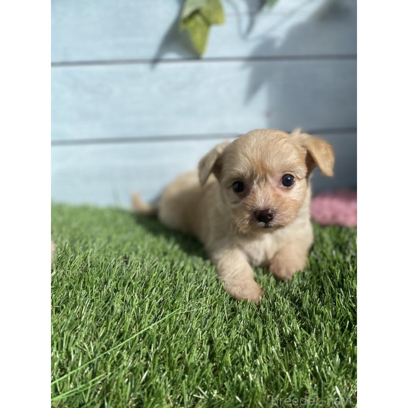 販売中の茨城県のチワプー:チワワ×トイプードル-426091