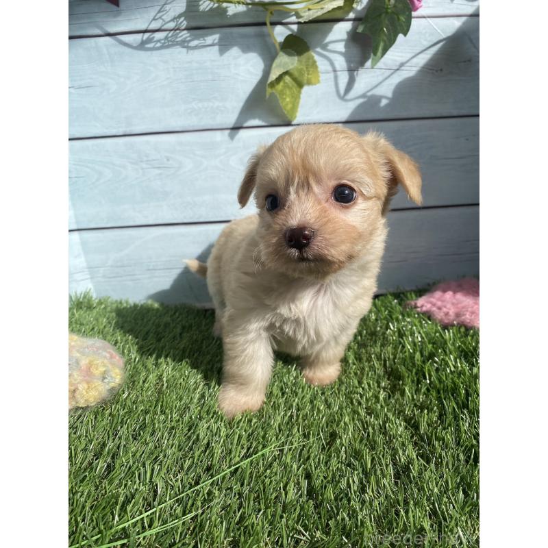 販売中の茨城県のチワプー:チワワ×トイプードル-426091の2枚目