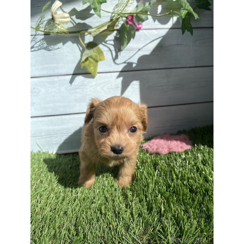 販売中の茨城県のチワプー:チワワ×トイプードル-426092の1枚目