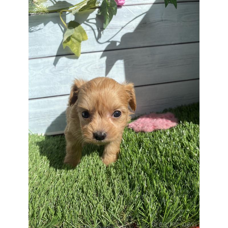 販売中の茨城県のチワプー:チワワ×トイプードル-426092の6枚目