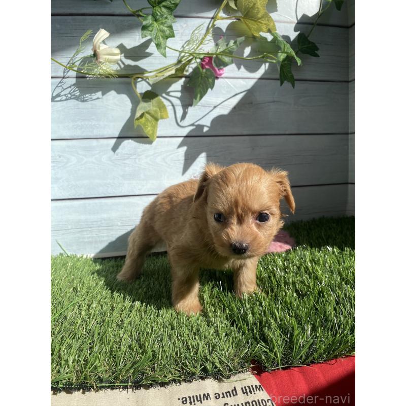 販売中の茨城県のチワプー:チワワ×トイプードル-426092の5枚目