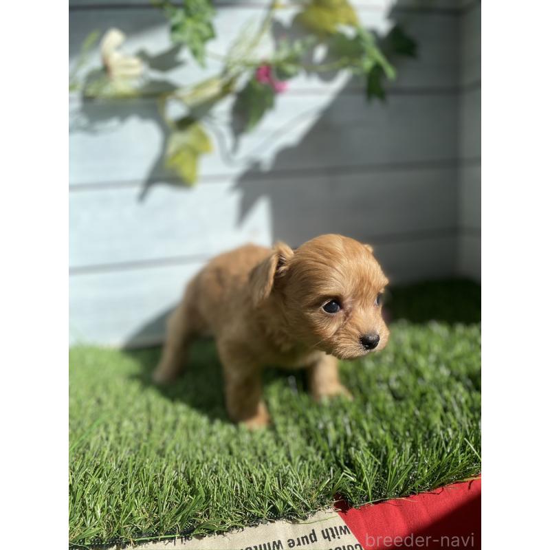 販売中の茨城県のチワプー:チワワ×トイプードル-426092の4枚目