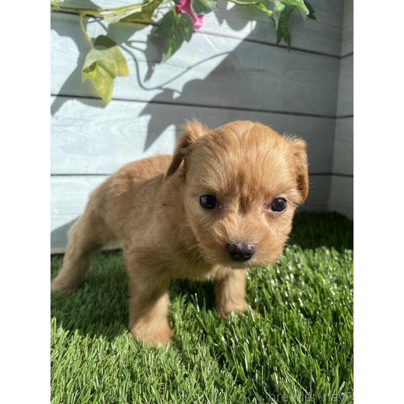 販売中の茨城県のチワプー:チワワ×トイプードル-426092の3枚目