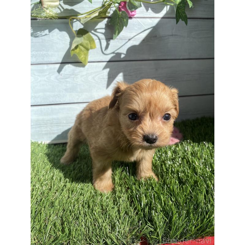 販売中の茨城県のチワプー:チワワ×トイプードル-426092の2枚目