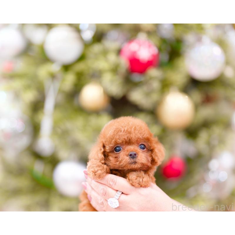 販売中の千葉県のティーカッププードル-426094の5枚目