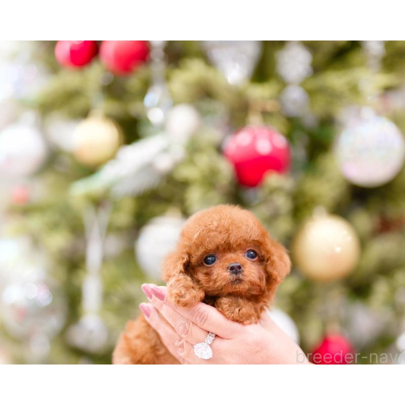 販売中の千葉県のティーカッププードル-426094の3枚目