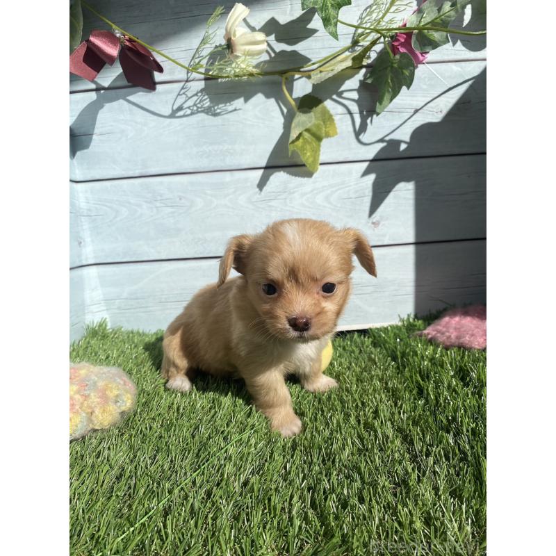 販売中の茨城県のチワプー:チワワ×トイプードル-426093の6枚目