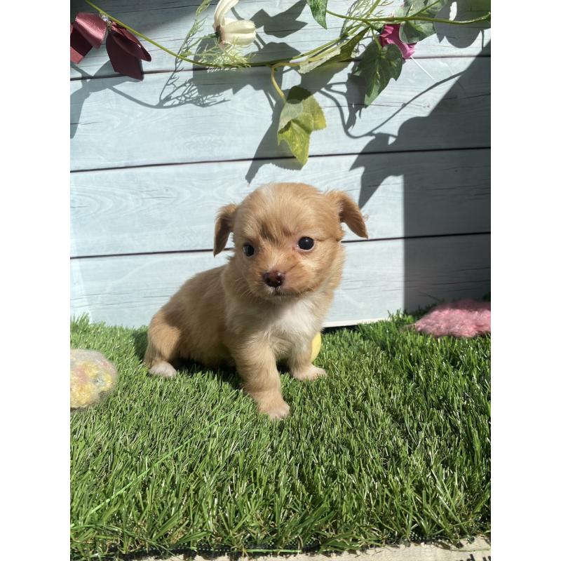 販売中の茨城県のチワプー:チワワ×トイプードル-426093