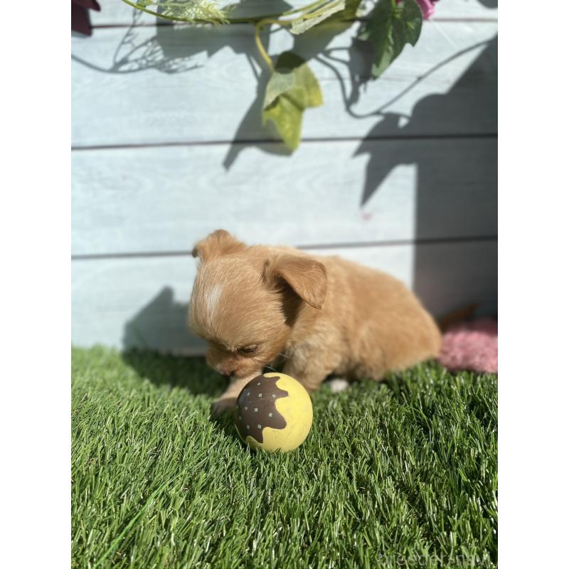 販売中の茨城県のチワプー:チワワ×トイプードル-426093の5枚目