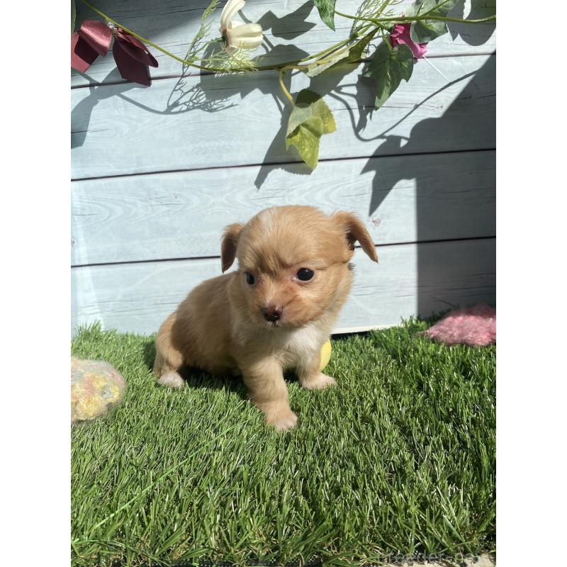 販売中の茨城県のチワプー:チワワ×トイプードル-426093の4枚目