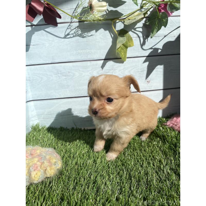 販売中の茨城県のチワプー:チワワ×トイプードル-426093の3枚目