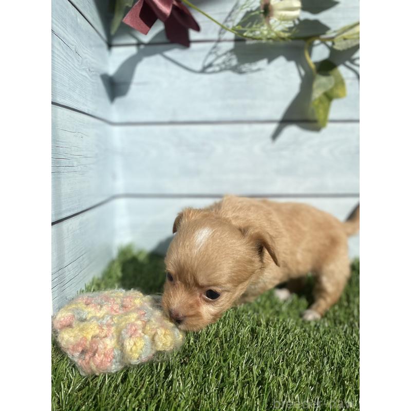 販売中の茨城県のチワプー:チワワ×トイプードル-426093の2枚目