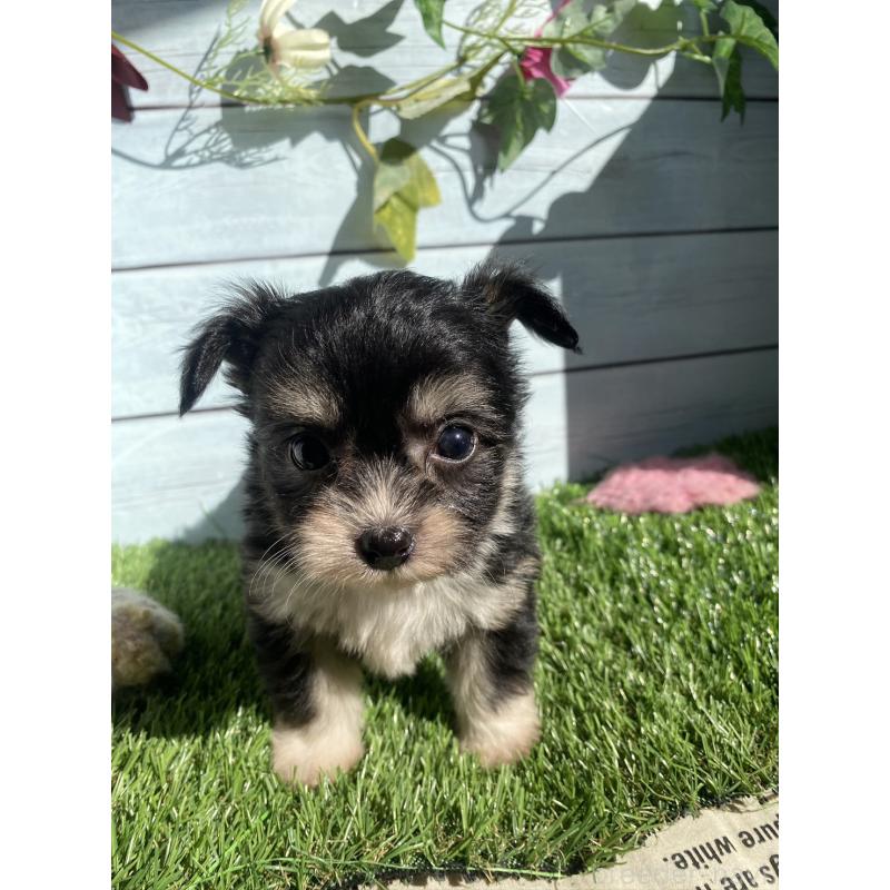 販売中の茨城県のチワプー:チワワ×トイプードル-426095