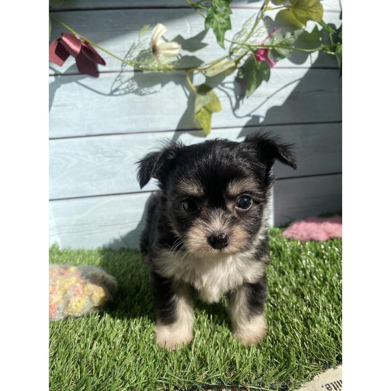 販売中の茨城県のチワプー:チワワ×トイプードル-426095の6枚目