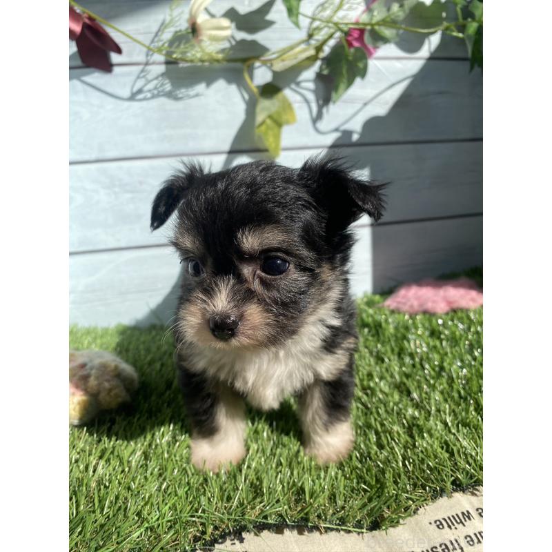 販売中の茨城県のチワプー:チワワ×トイプードル-426095の5枚目