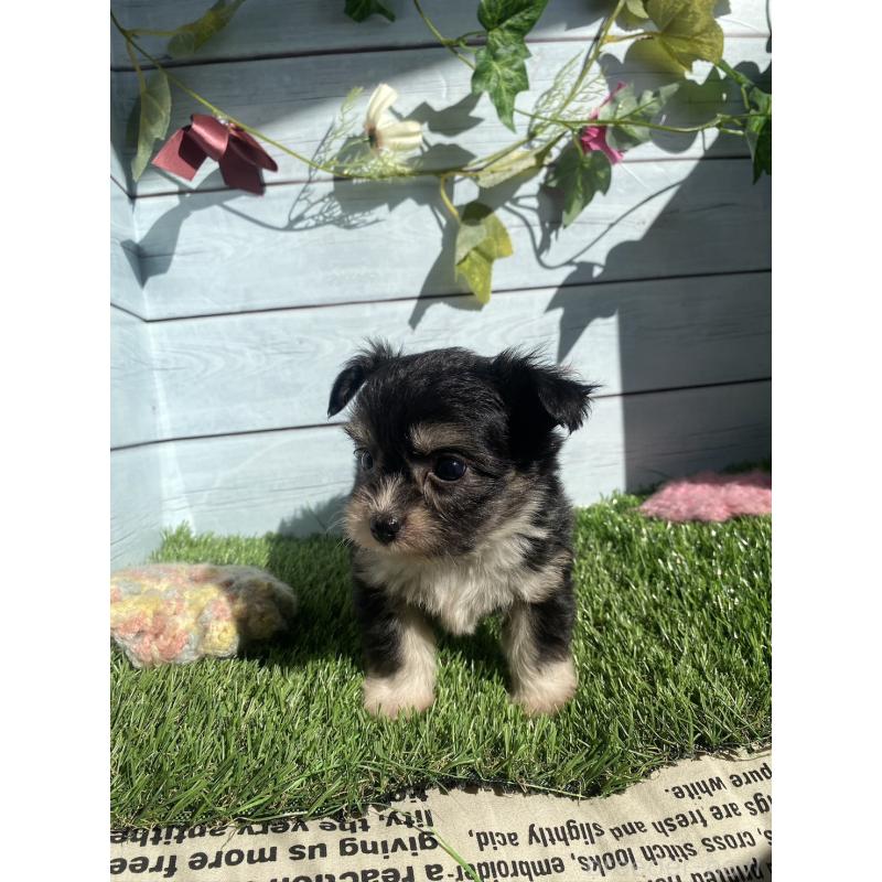 販売中の茨城県のチワプー:チワワ×トイプードル-426095の4枚目