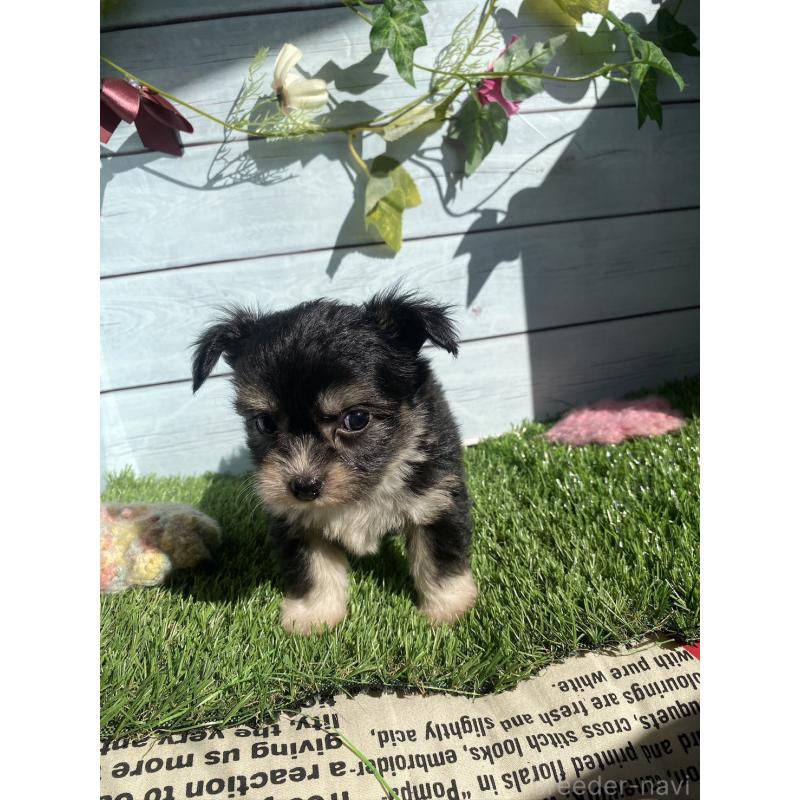 販売中の茨城県のチワプー:チワワ×トイプードル-426095の3枚目