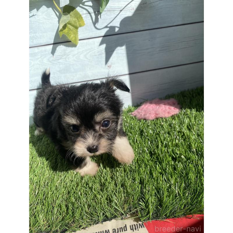 販売中の茨城県のチワプー:チワワ×トイプードル-426095の2枚目