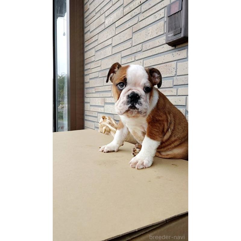 販売中の茨城県のフレンチブルドッグ-426097の4枚目