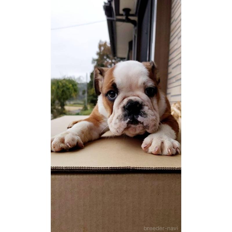 販売中の茨城県のフレンチブルドッグ-426097の3枚目
