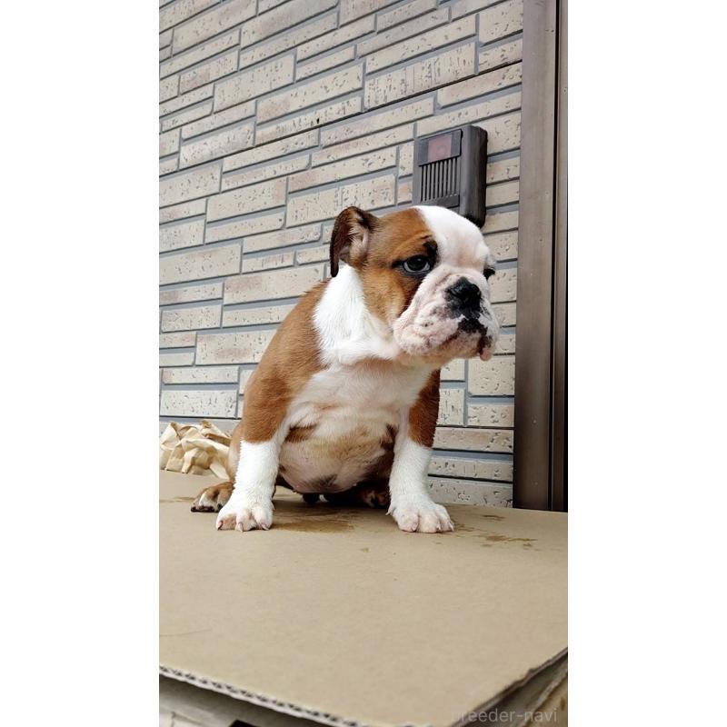 販売中の茨城県のフレンチブルドッグ-426097の2枚目