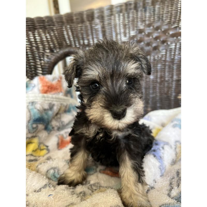 販売中の埼玉県のミニチュアシュナウザー-426096の1枚目