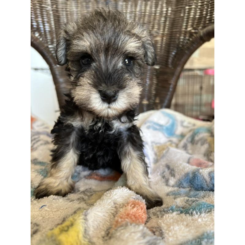 販売中の埼玉県のミニチュアシュナウザー-426096の4枚目