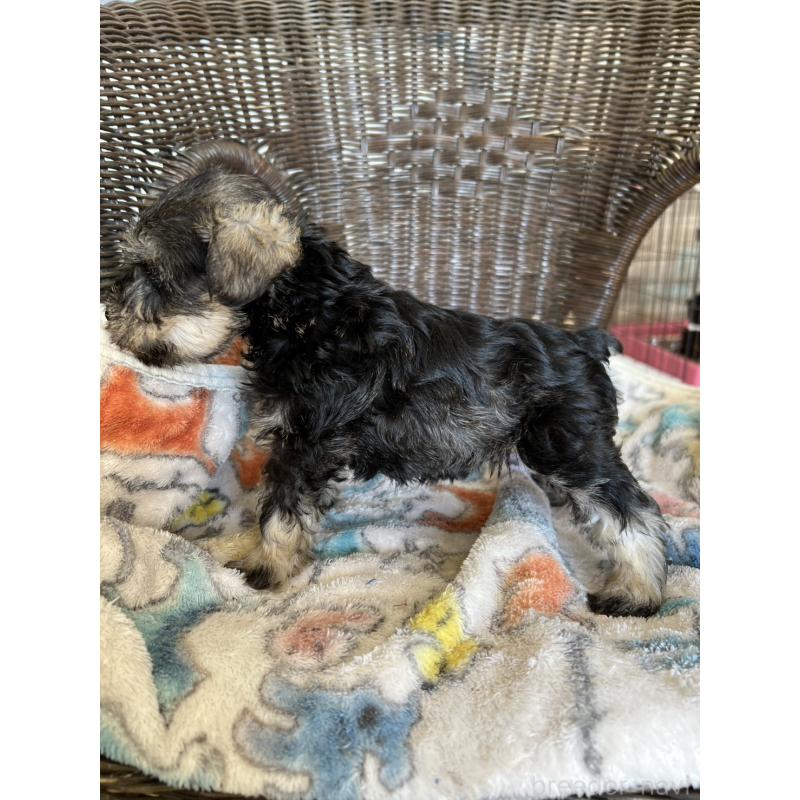 販売中の埼玉県のミニチュアシュナウザー-426096の3枚目