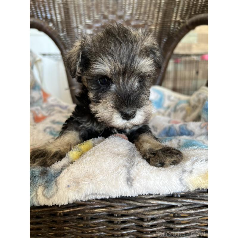 販売中の埼玉県のミニチュアシュナウザー-426096の2枚目