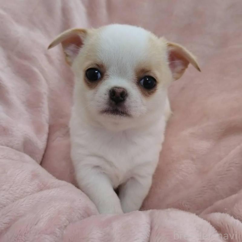 販売中の千葉県のチワワ(スムースコート)-426098