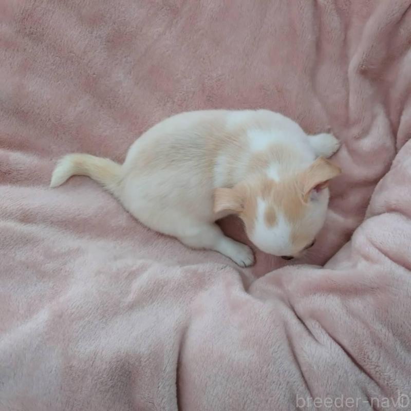 販売中の千葉県のチワワ(スムースコート)-426098の4枚目