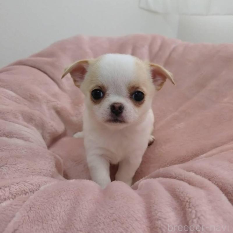 販売中の千葉県のチワワ(スムースコート)-426098の3枚目