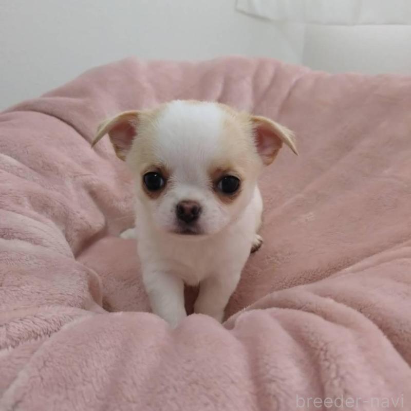 販売中の千葉県のチワワ(スムースコート)-426098の2枚目