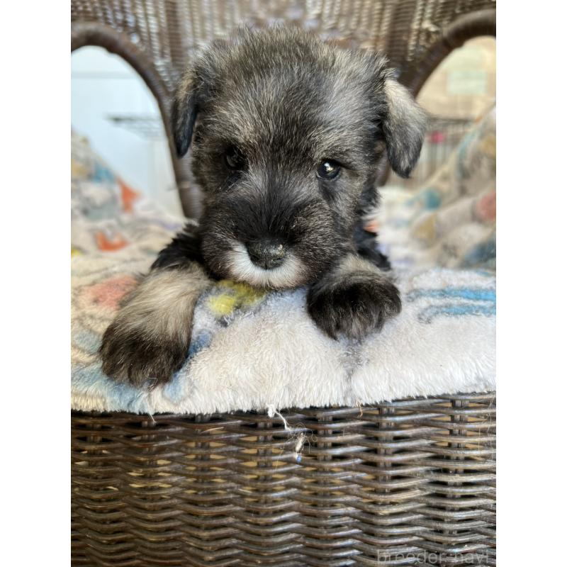 販売中の埼玉県のミニチュアシュナウザー-426099の3枚目