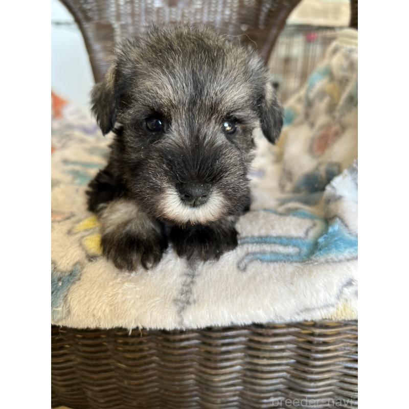 販売中の埼玉県のミニチュアシュナウザー-426099