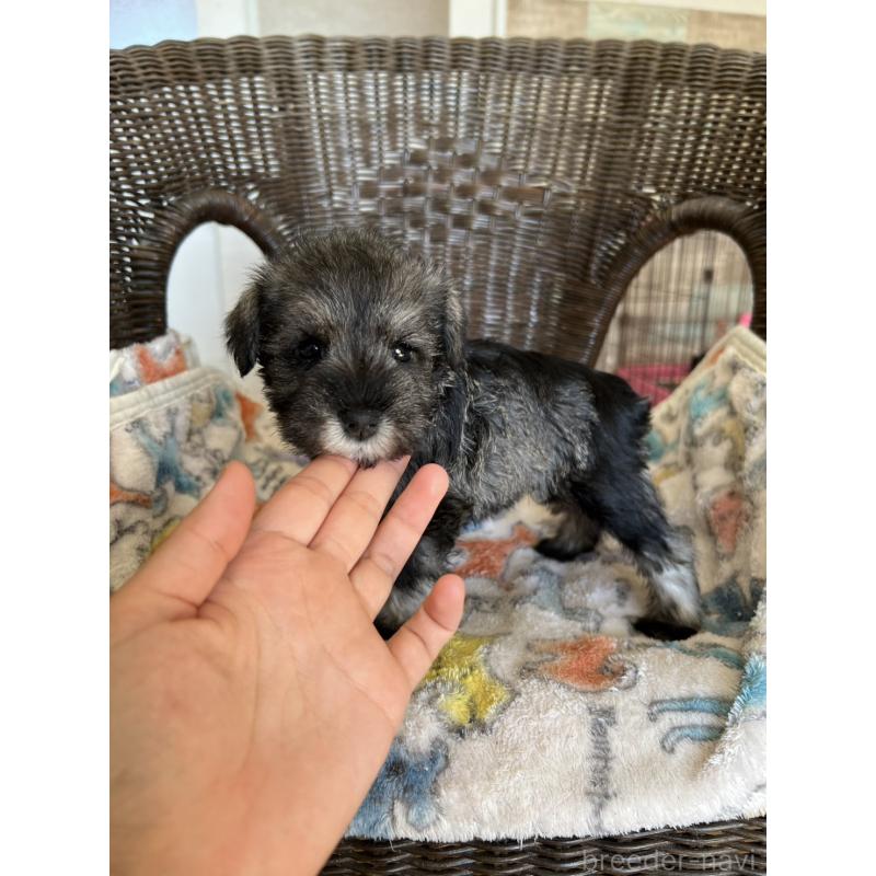 販売中の埼玉県のミニチュアシュナウザー-426099の2枚目