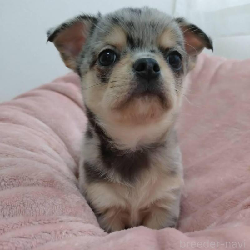 販売中の千葉県のチワワ(スムースコート)-426100の1枚目