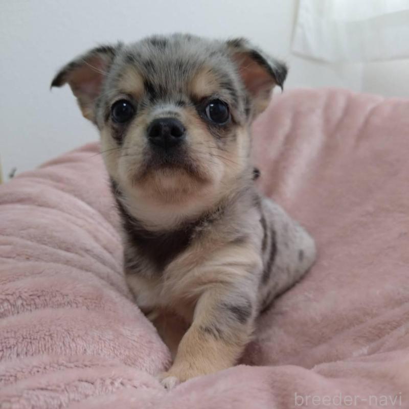 販売中の千葉県のチワワ(スムースコート)-426100の4枚目