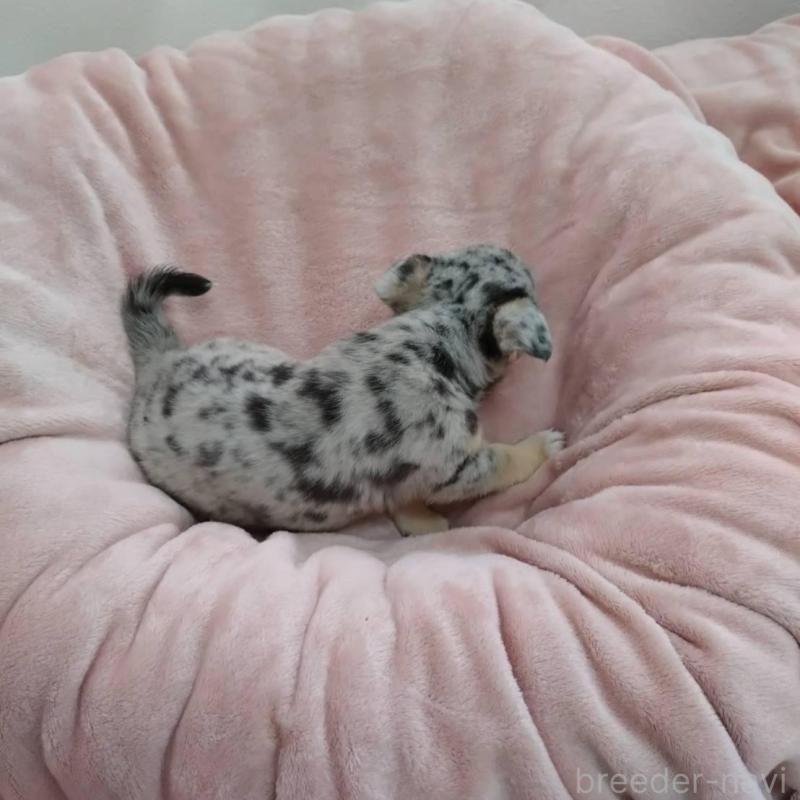 販売中の千葉県のチワワ(スムースコート)-426100の3枚目