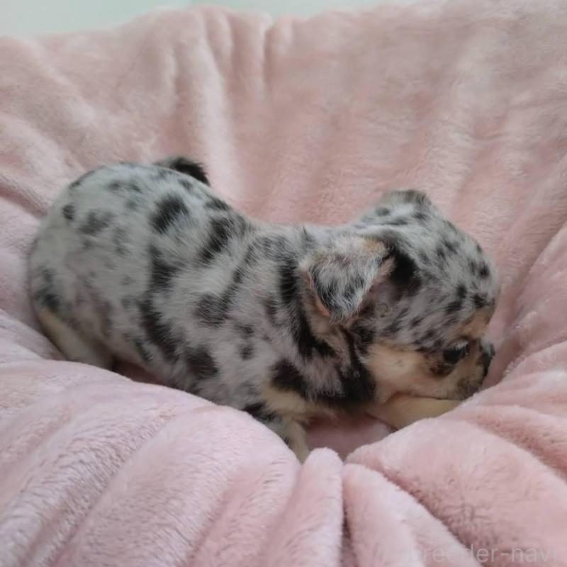 販売中の千葉県のチワワ(スムースコート)-426100の2枚目