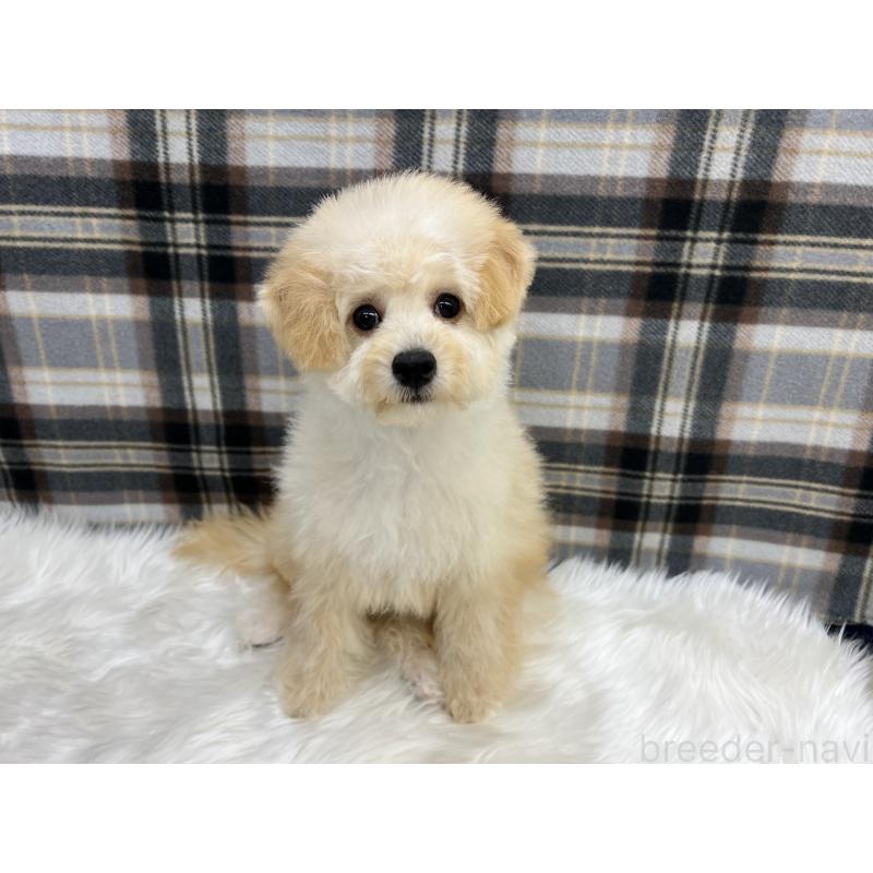 成約済の東京都のビションプー:ビションフリーゼ×トイプードル-413482の6枚目