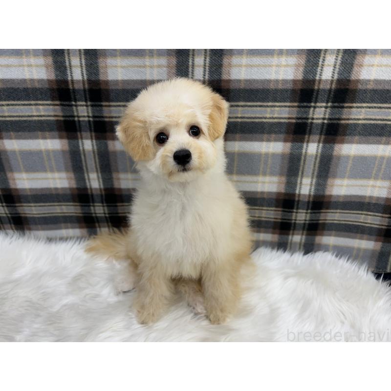 成約済の東京都のビションプー:ビションフリーゼ×トイプードル-413482の5枚目