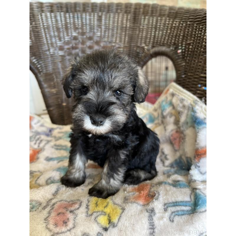 販売中の埼玉県のミニチュアシュナウザー-426101の3枚目