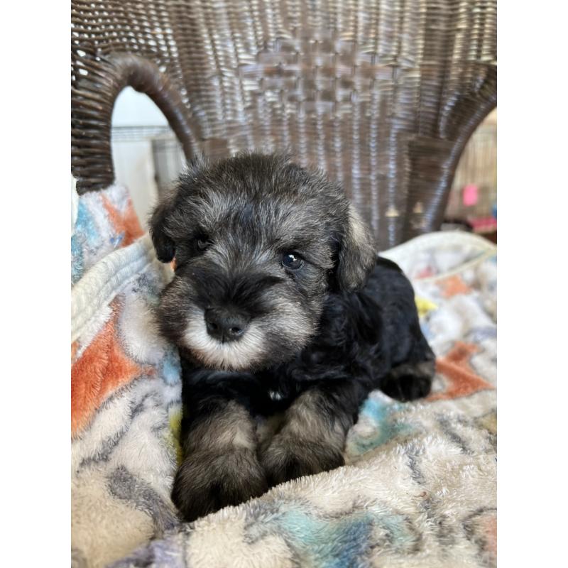 販売中の埼玉県のミニチュアシュナウザー-426101の2枚目