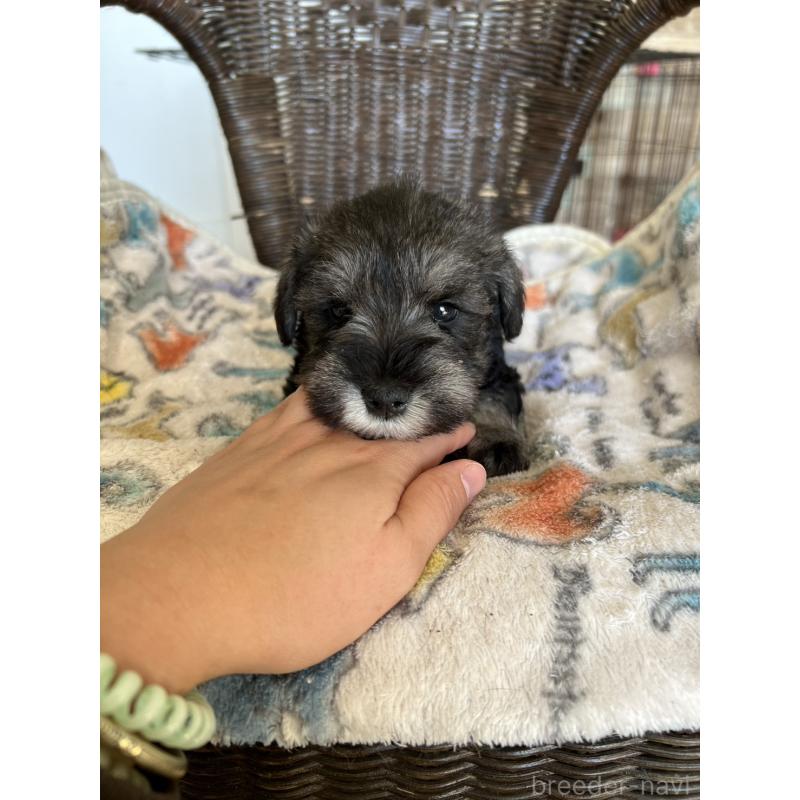 販売中の埼玉県のミニチュアシュナウザー-426101