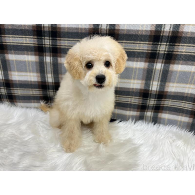 成約済の東京都のビションプー:ビションフリーゼ×トイプードル-413482の2枚目