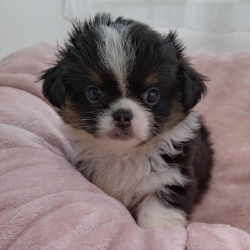 販売中の千葉県のチワワ(ロングコート)-426102の4枚目