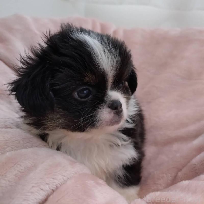 販売中の千葉県のチワワ(ロングコート)-426102の3枚目