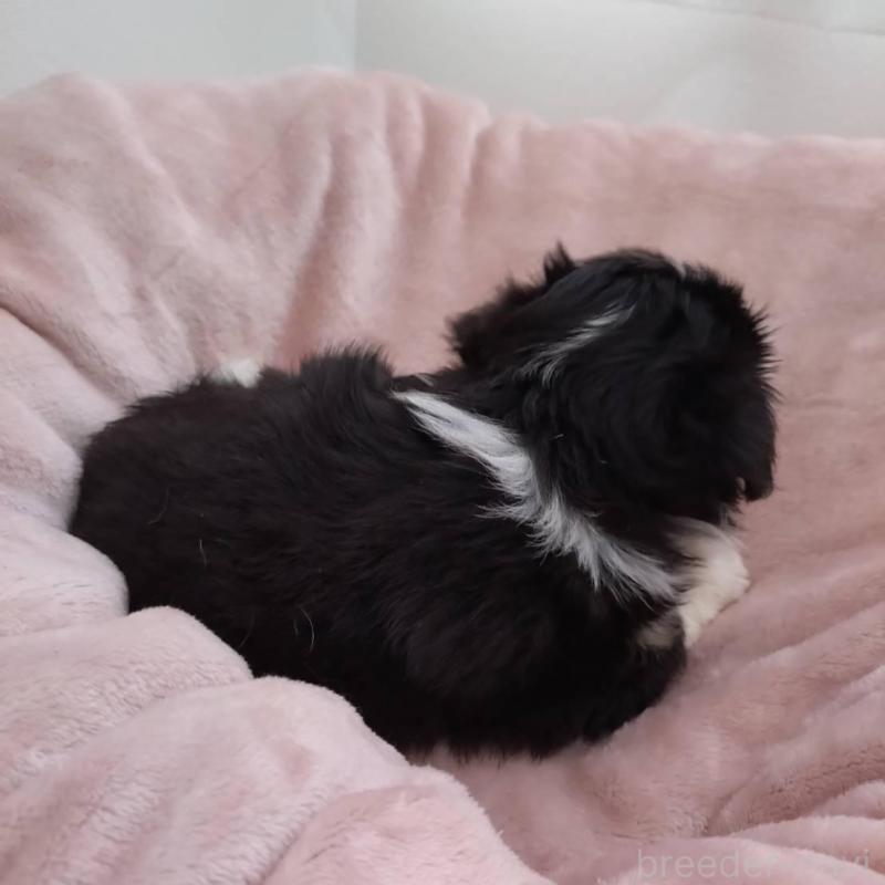 販売中の千葉県のチワワ(ロングコート)-426102の2枚目