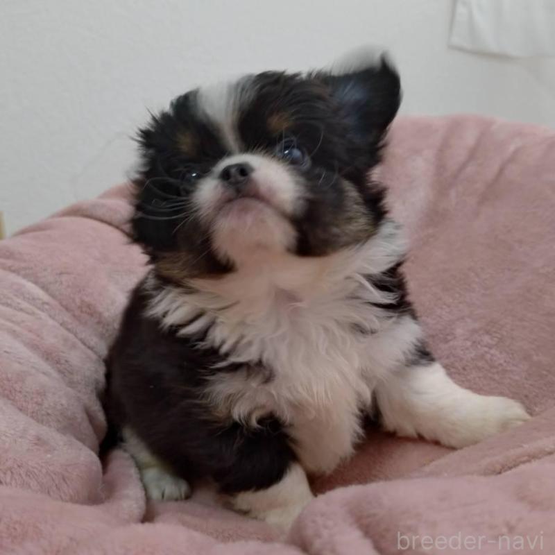 販売中の千葉県のチワワ(ロングコート)-426102の1枚目